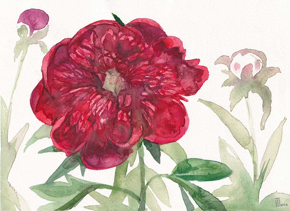 Bujor rosu 36 cu 26 cm jpg pret 1300 ron