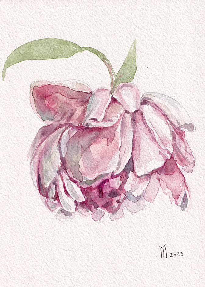 Bujor roz 17 cu 24 cm pret 370 ron