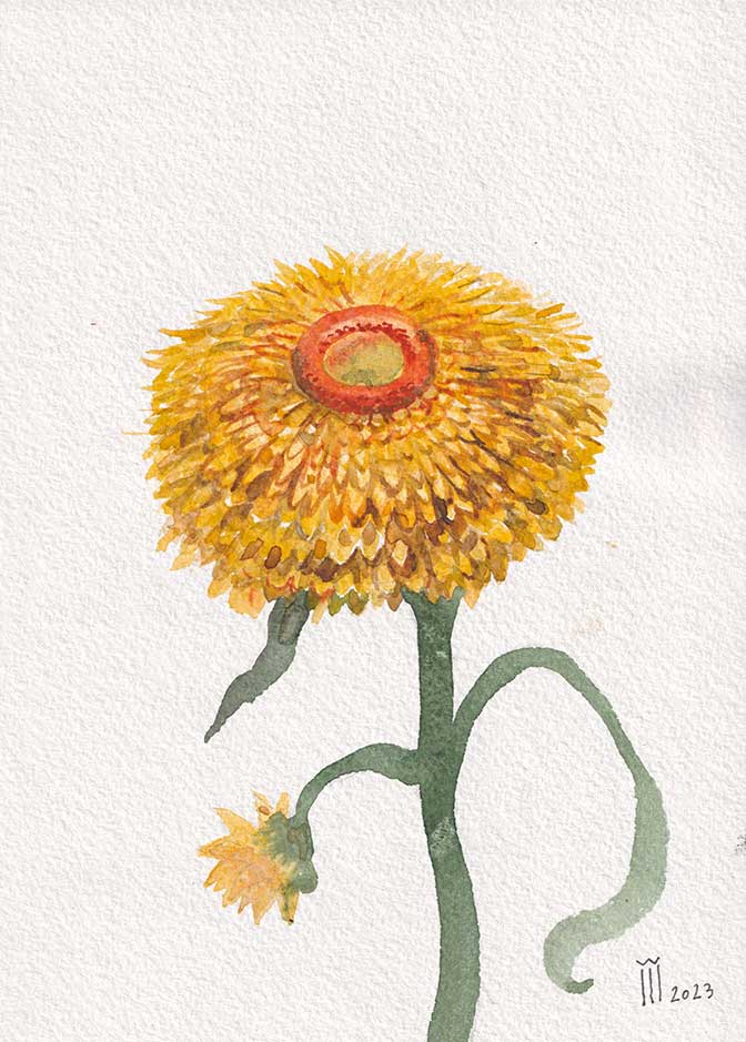 Imortelle 17 cu 24 cm pret 370 ron 