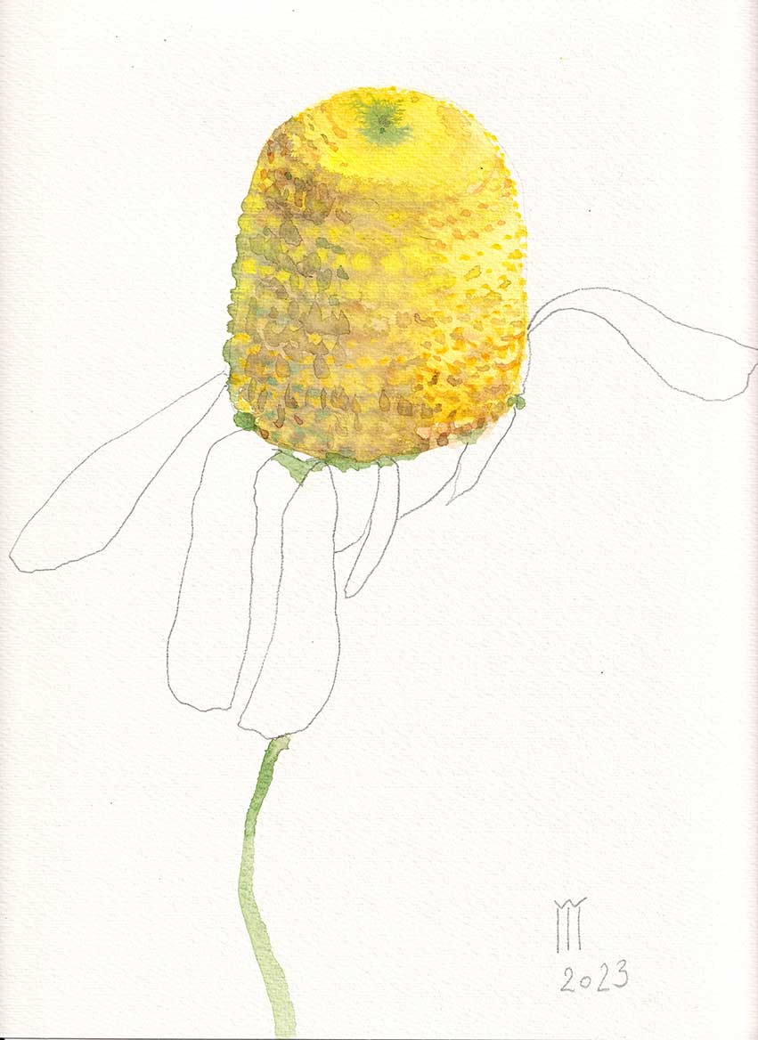 Romanita 23 cu 31 cm pret 200 ron