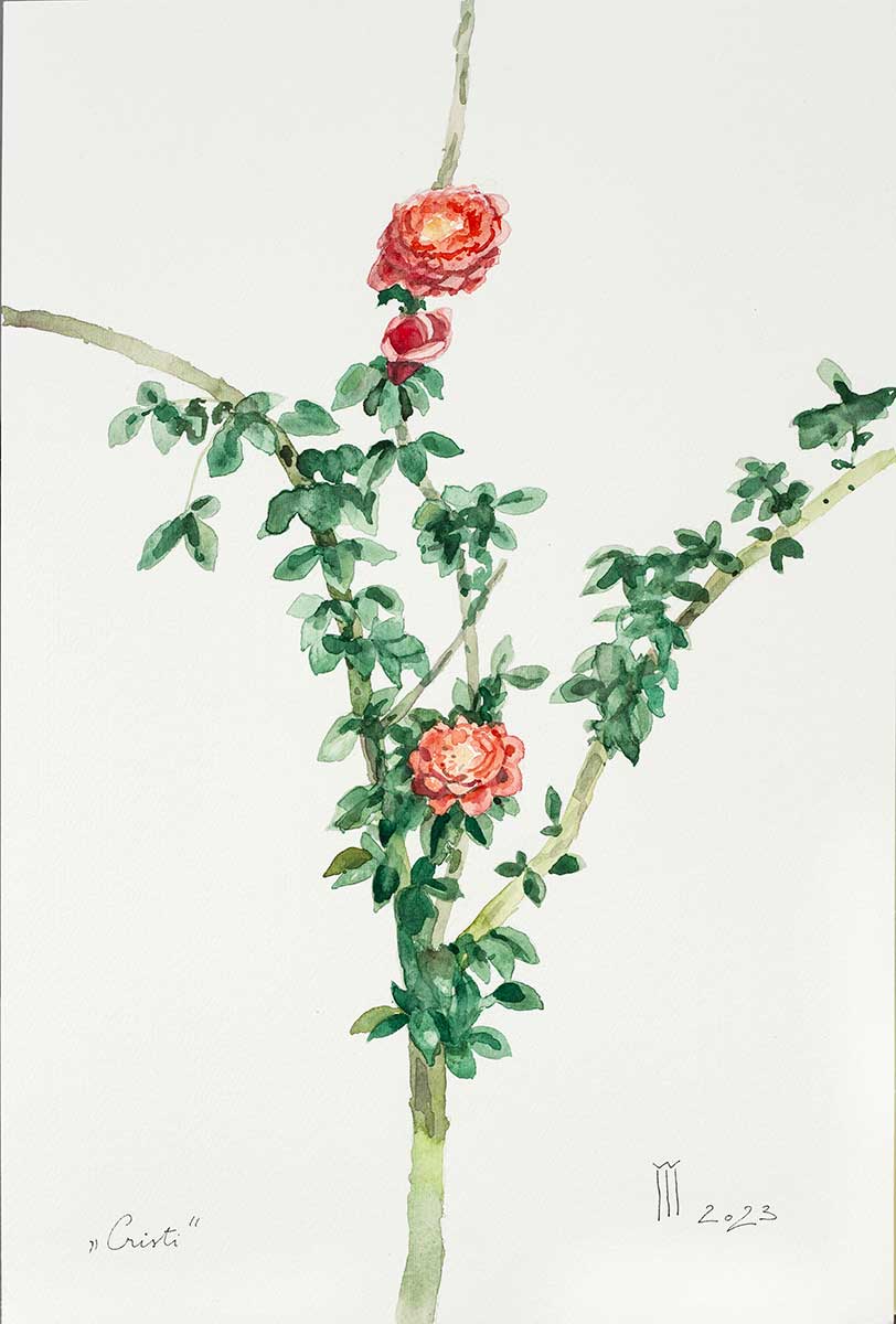 Trandafirul cristi 46 cu 31 cm pret 900 ron